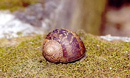 la cagouille, animal emblématique de la Charente ... et de ses habitants !