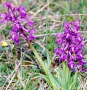 Plusieurs variétés d'orchidées sauvages sont présentes sur le site des Chaumes