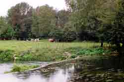 La Charente à Vibrac